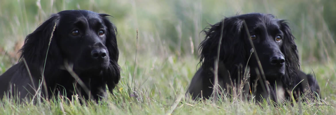 Heolybwlch Gundogs. Champion Cocker Spaniel training and breeding