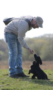 Heolybwlch Gundogs