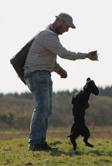 Heolybwlch Gundogs. Champion Cocker Spaniel training and breeding