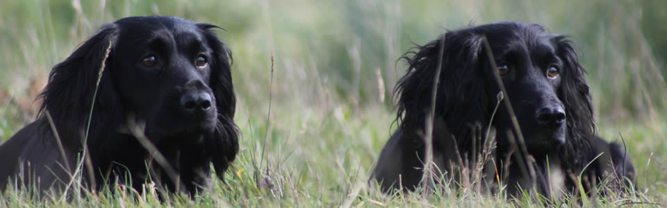 Heolybwlch Gundogs. Champion Cocker Spaniel training and breeding