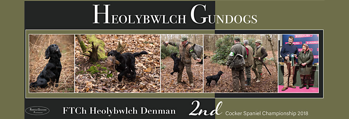 2018 Second Place Cocker Spaniel Championship Heolybwlch Denman